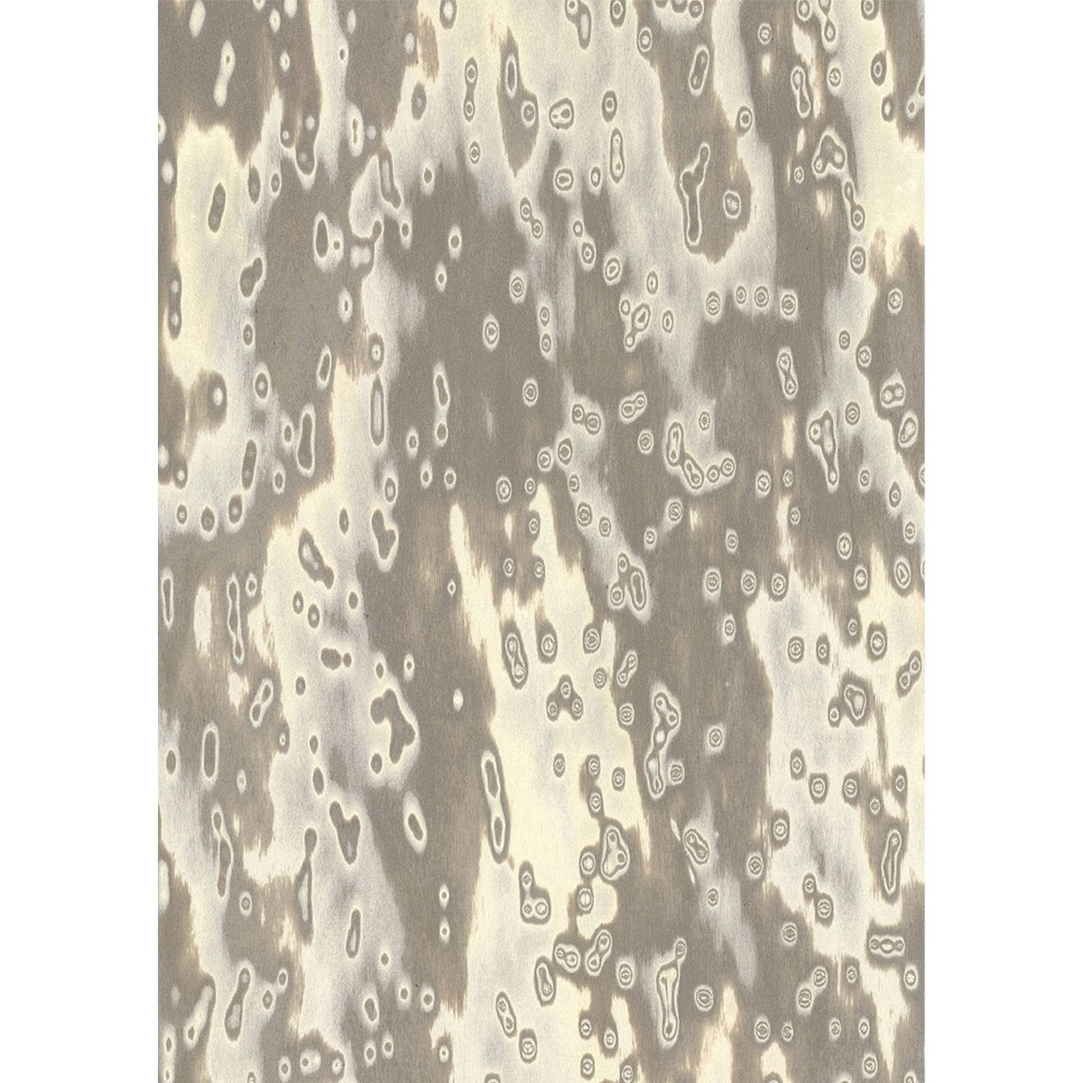 Chapa precompuesta ALPI Wooclé Grey (18.36) Diseño de GamFratesi, Largo 2.50 m.