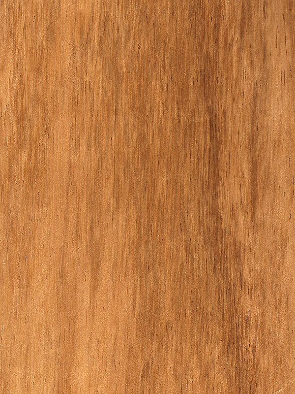 Chapa natural de HUANACAXTLE/PAROTA panel AA