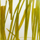 Panel Translúcido Lumicor SEAWEED, medida 1219 x 2438mm, espesor 6 mm