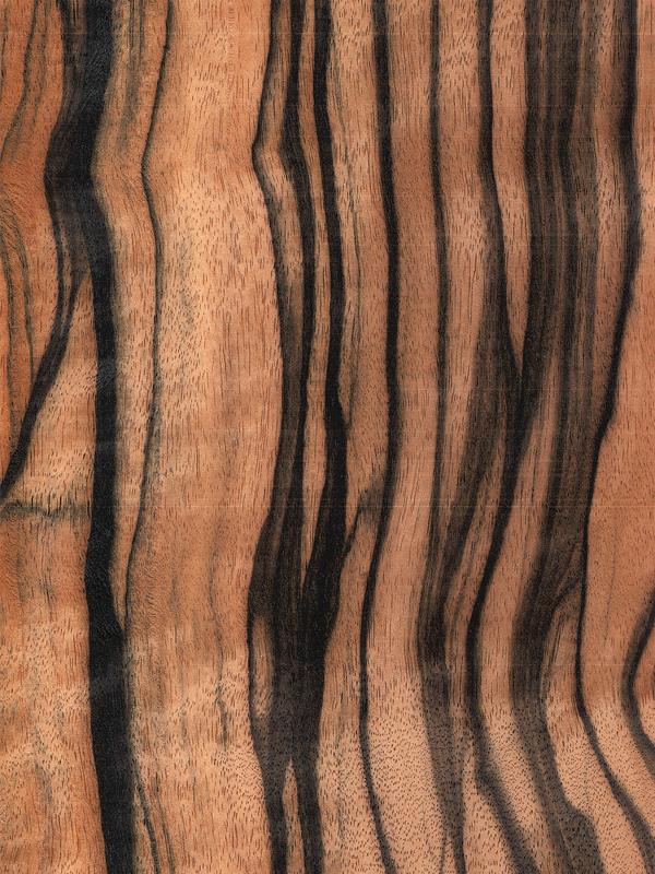 Chapa natural de EBANO MACASSAR