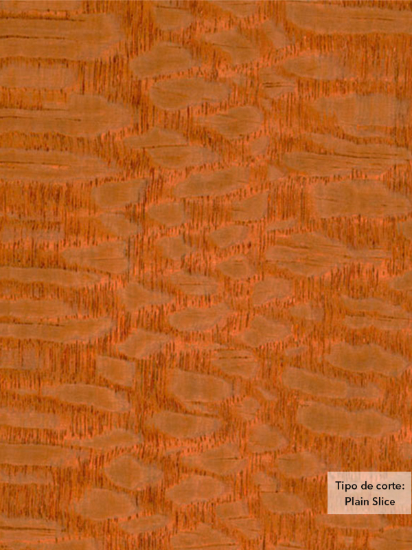 Chapa de madera natural de Lacewood con respaldo de papel