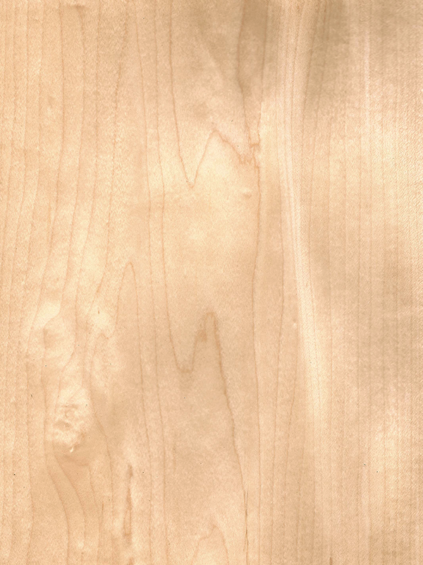 Chapa de madera natural de Maple con respaldo de papel | Hoja