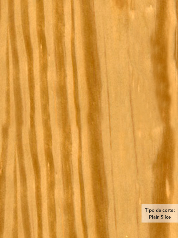 Chapa de madera natural de Pino Carolina con respaldo de papel